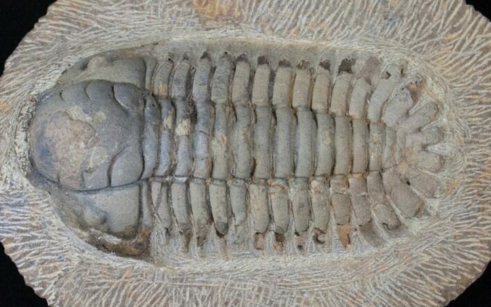 Rare, Eccoptochile Trilobite - Ordovician #15418